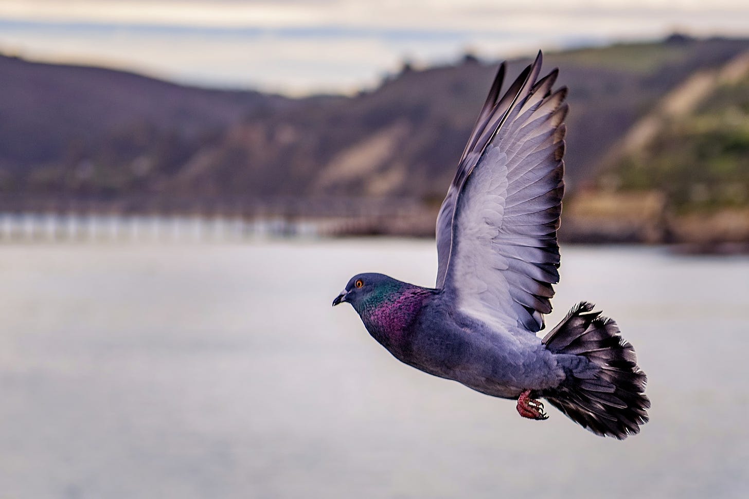 Why Do Pigeons Have Iridescent Feathers? | COMSOL Blog