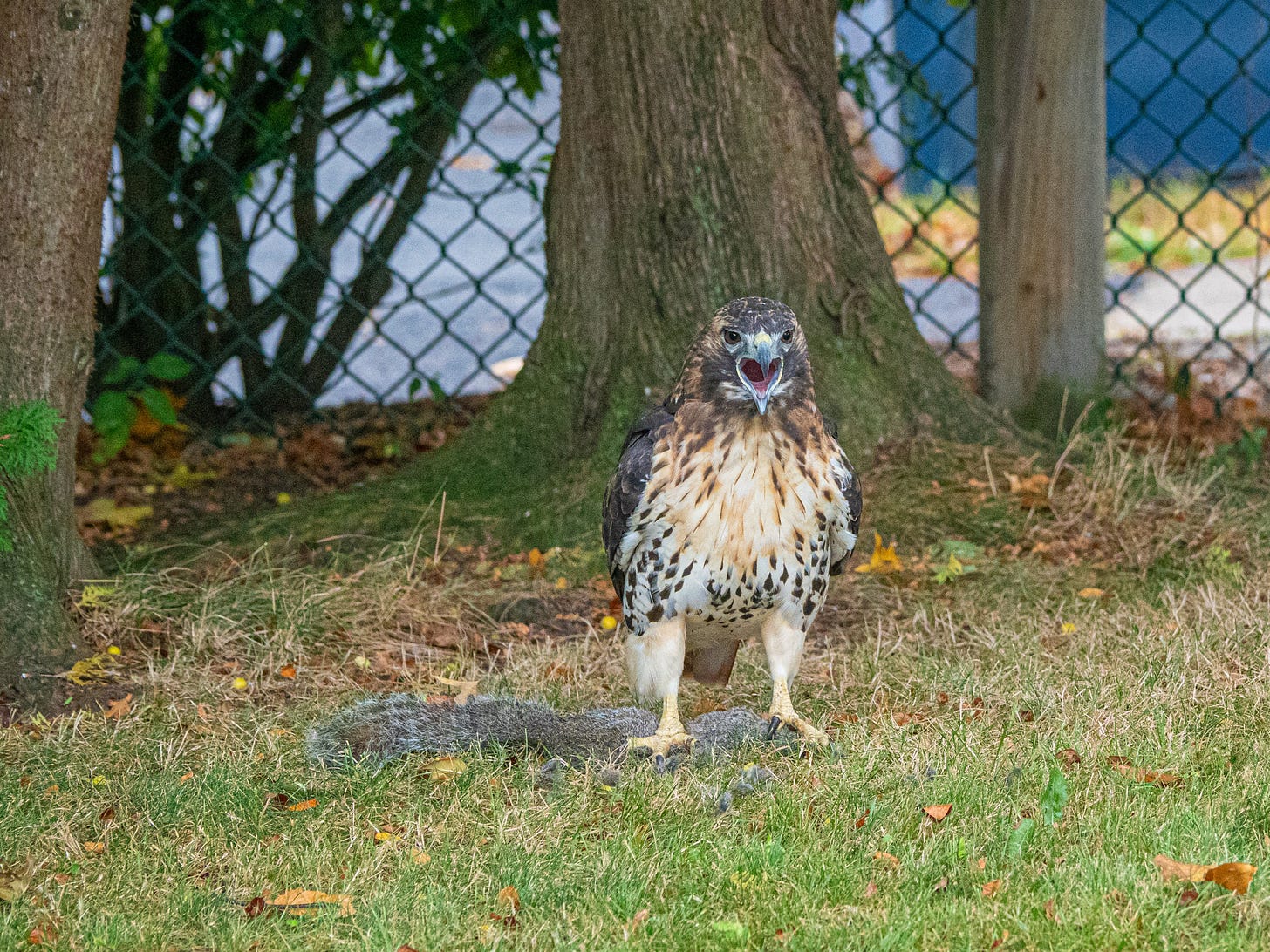 Red-tailed hawk