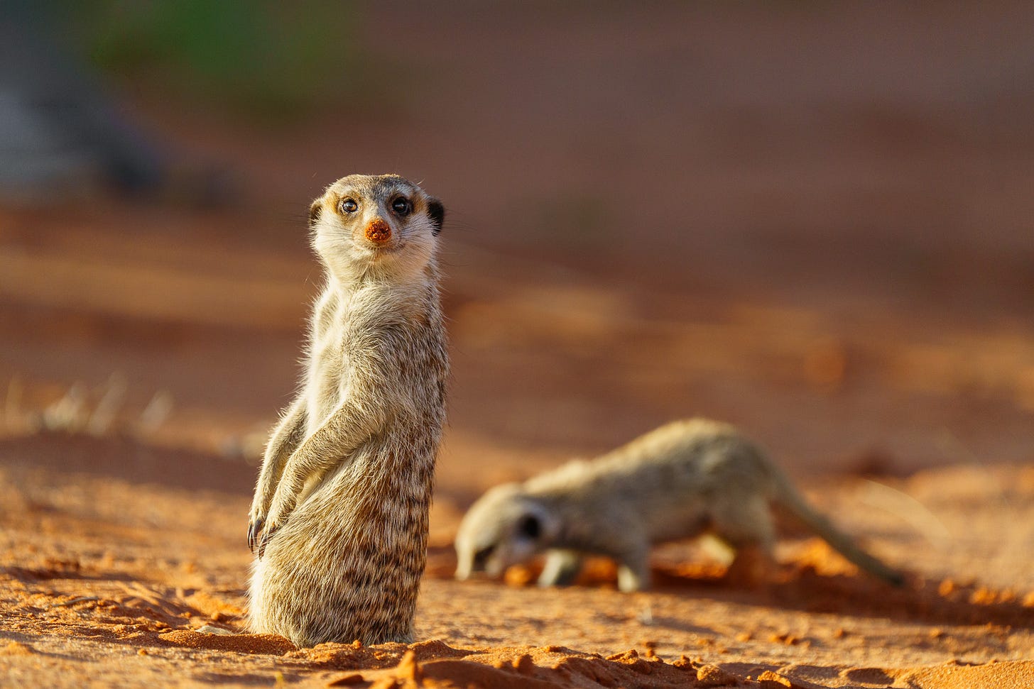 A meerkat on its hind lets, looking.
