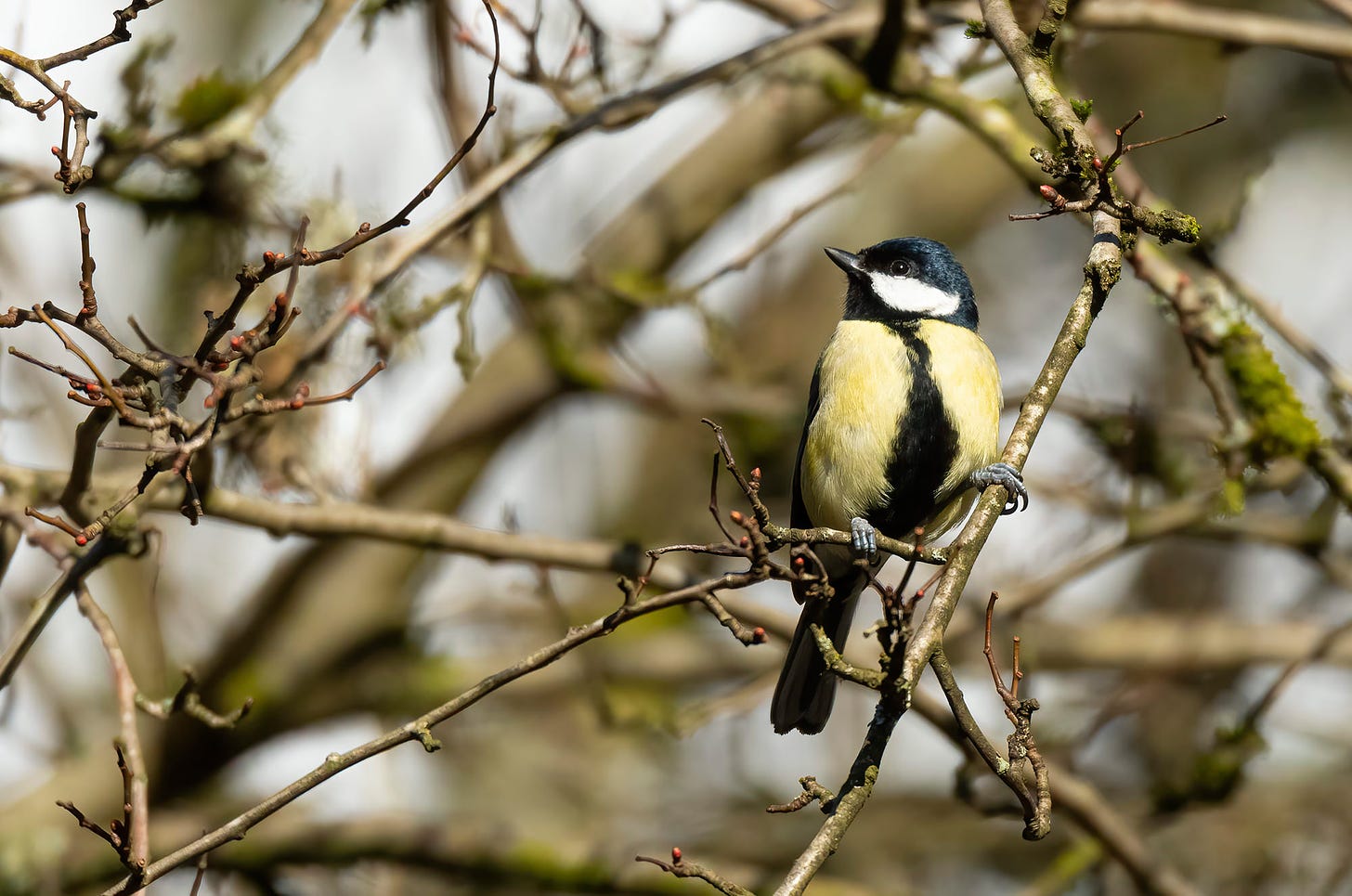 Great tit perched on a branch, photographed by Rhiannon Law