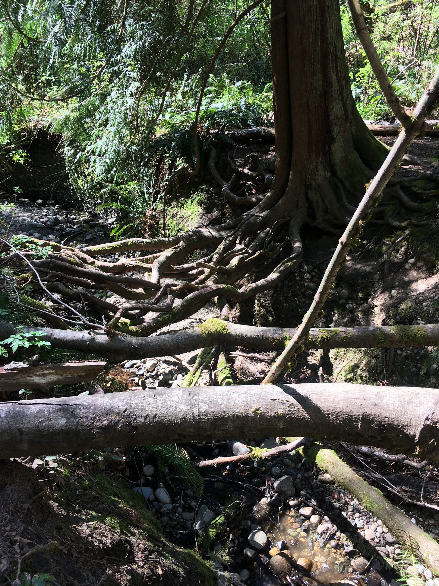 focal point is intricate web of roots that have grown spanning over an almost empty creek bed. tree is on right side of creekbed that has the roots growing to the other side. green ferns and tree branches are behind and surrounding tree, moss covers some of the fallen trees spanning the creek bed.