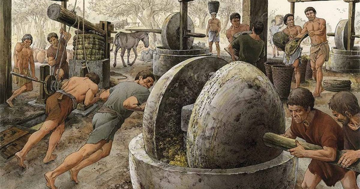 L'olio d'oliva, la sostanza multiuso degli antichi romani