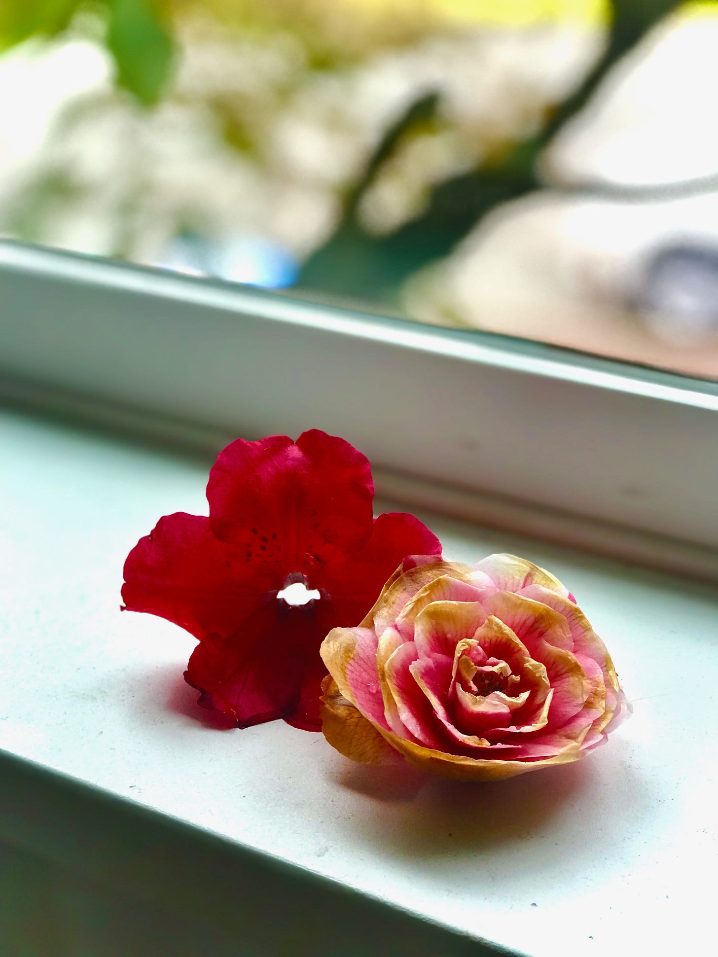 Red flower and pink flower with brown edges on a sunny windowsill