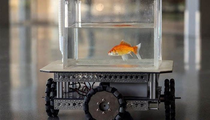 Can goldfish drive? Here&#39;s what Israeli researchers have found
