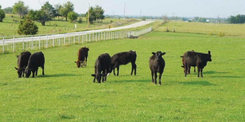 Growing Cattle on Pasture - Heard Health