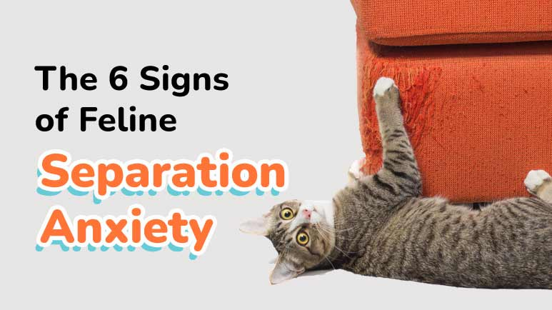 feline separation anxiety