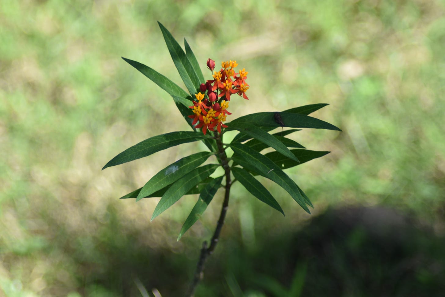 Asclepias curassavica -- Mexican butterfly bush aka tropical milkweed