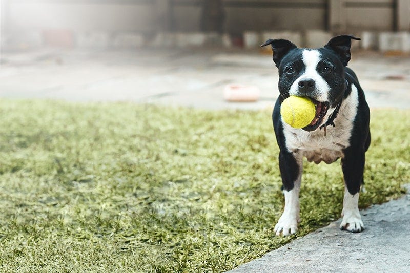 Environmental Enrichment Activities for Your Dog | ASPCA Pet Insurance