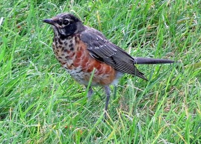 Young robin in the grass has a breast and throat with white and black patches, with some orange growing in.