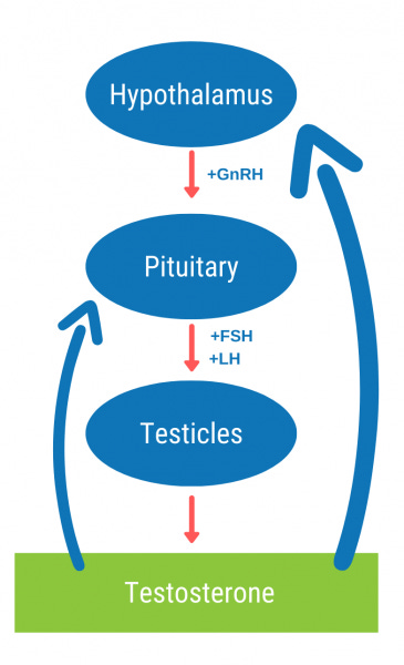 A diagram demonstrating what happens in the body when discontinuing TRT and resetting your HPTA axis.
