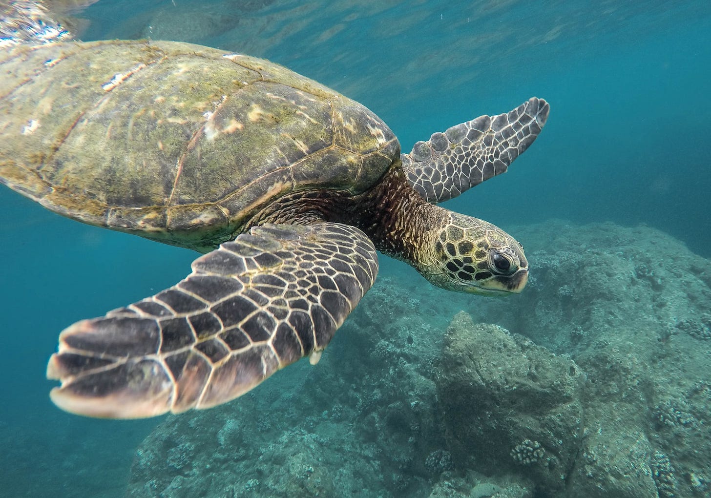 My mother and the Hawaiian Honu