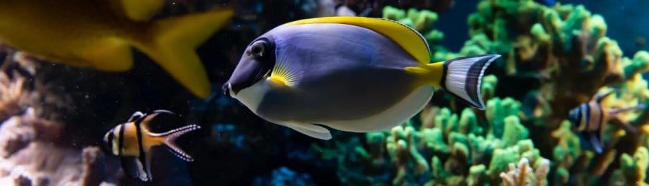 London Aquarium, Fish