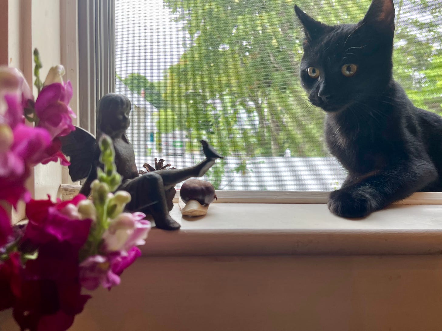 Black kitten in a window sill