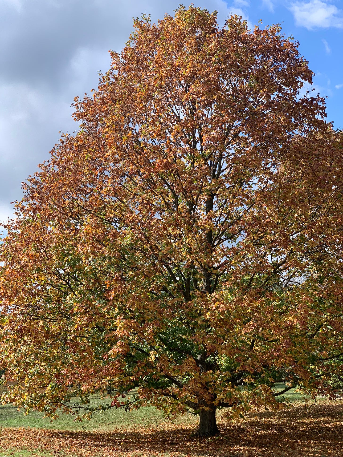 A wide, shapely tree with leaves that have turned golden to brown.