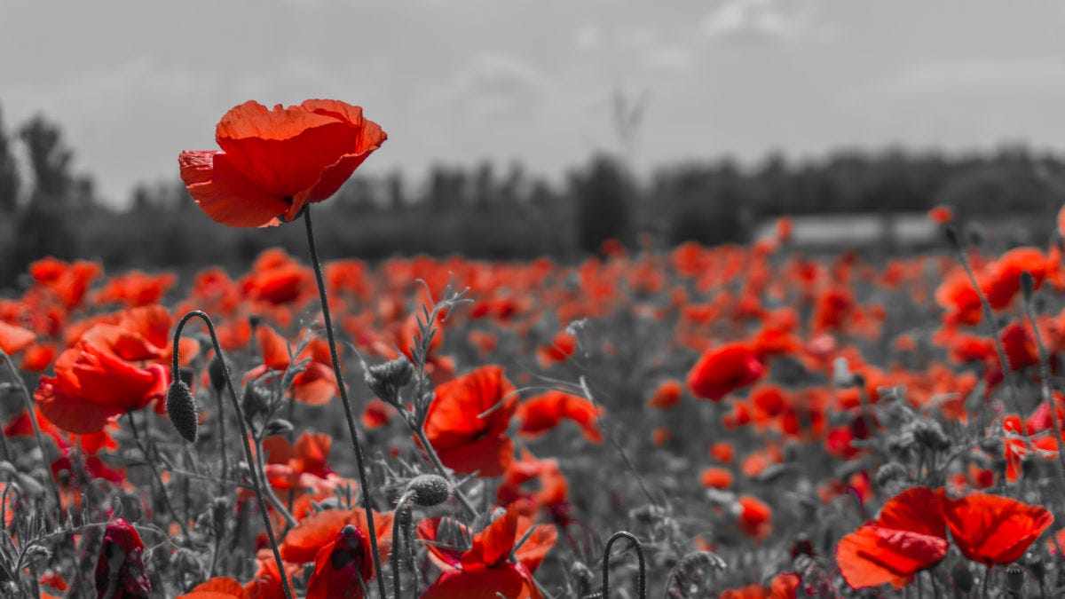 Remembrance Day and the Gift of Strength and Wisdom | Schlegel Villages