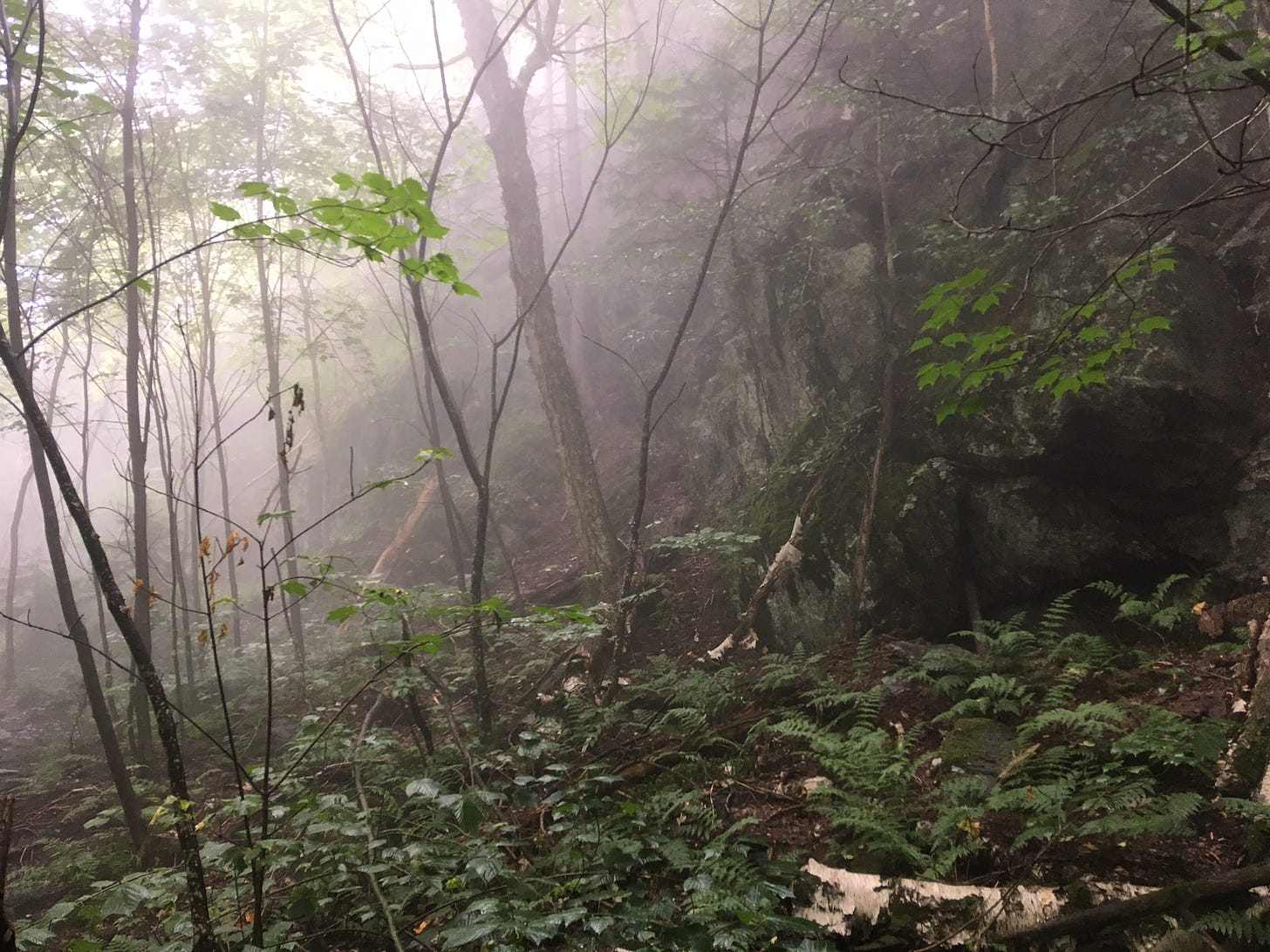 A forested slope with the background fading into fog