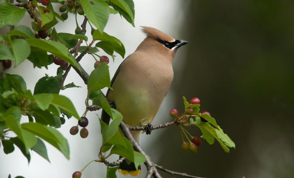 Cedar Waxwing