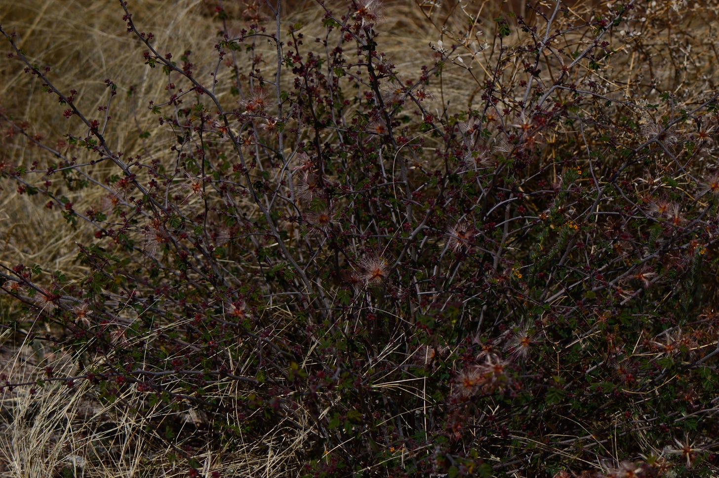 wild Calliandra eriophylla bush