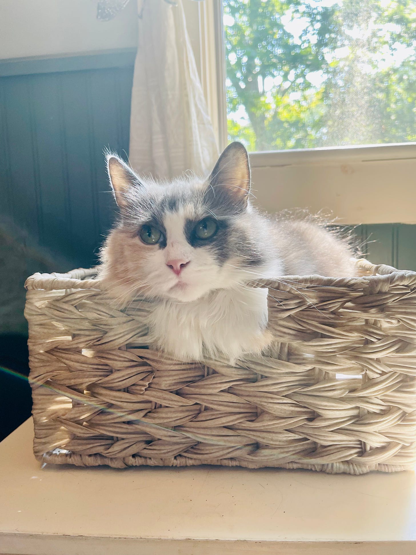 fluffy cat in a basket with her fur hanging out