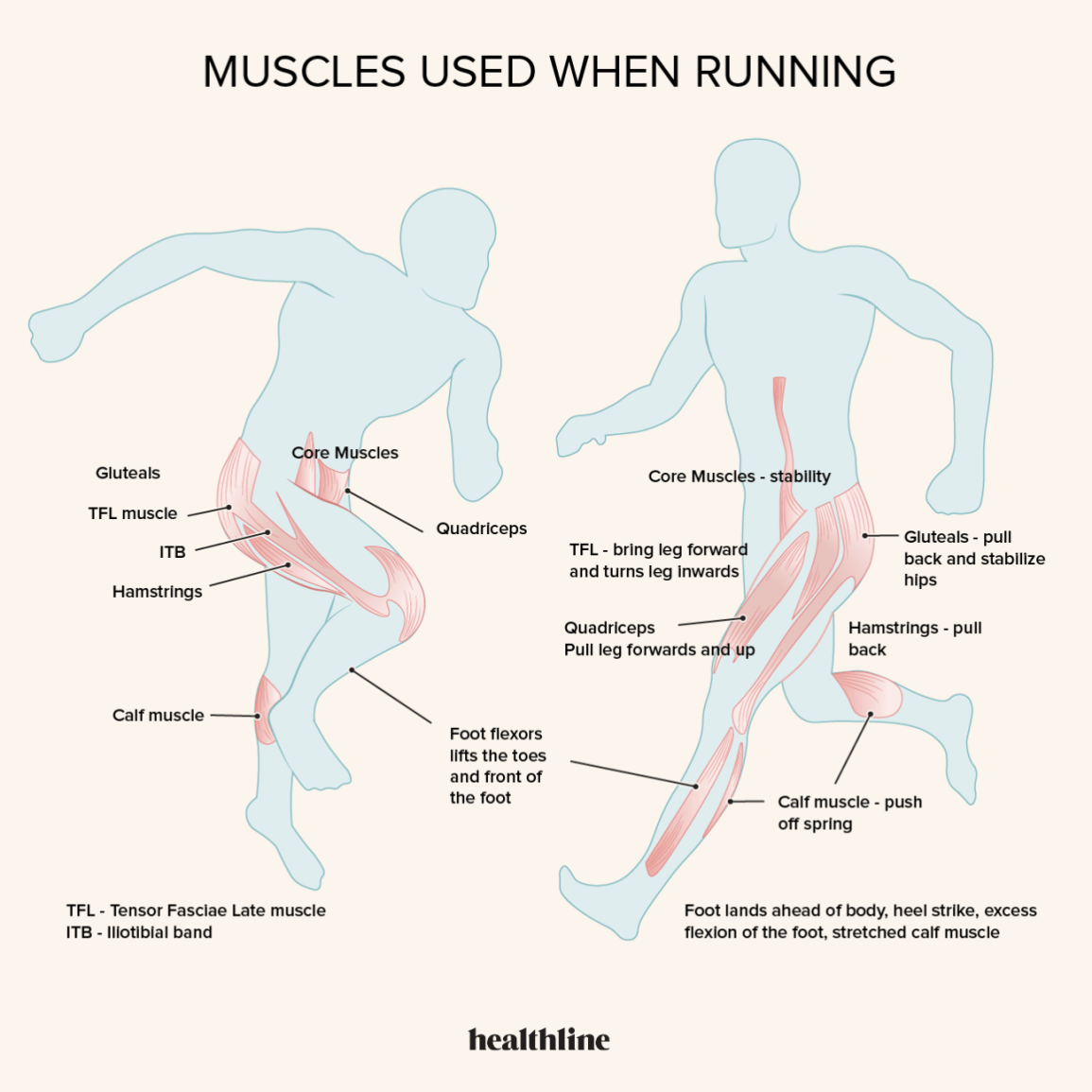 What Muscles Does Running Work?