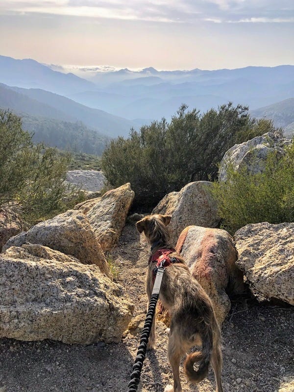 Donna, who belongs to VIP Clare, looks out at the horizon at Angeles National Forest and contemplates life. What is it all for? she asks. Want your pet to appear in The Highlighter? hltr.co/pets