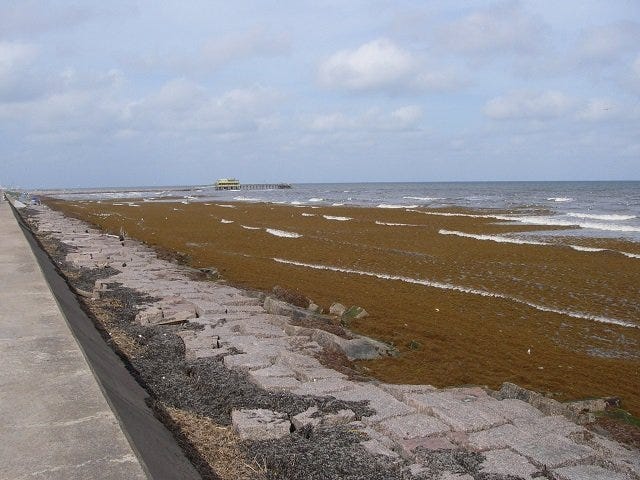 Galveston seawall 6-12-13 seaweed report | 2 Cool Fishing Forum