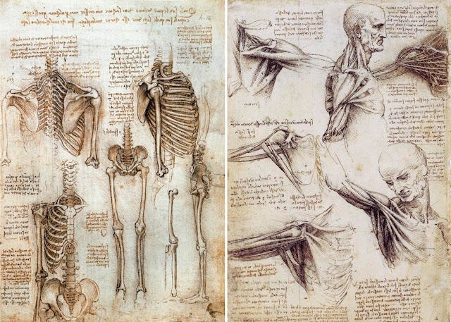anatomy drawings