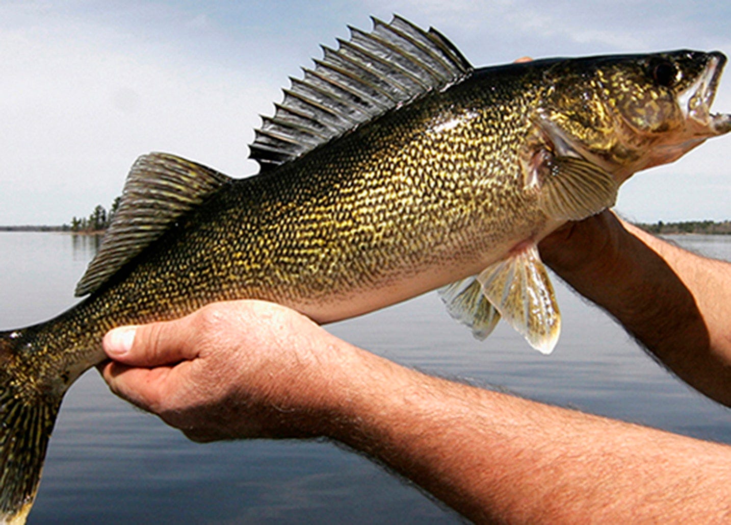 DNR biologist: Proposed walleye limit cut is a social issue that won't  yield more fish