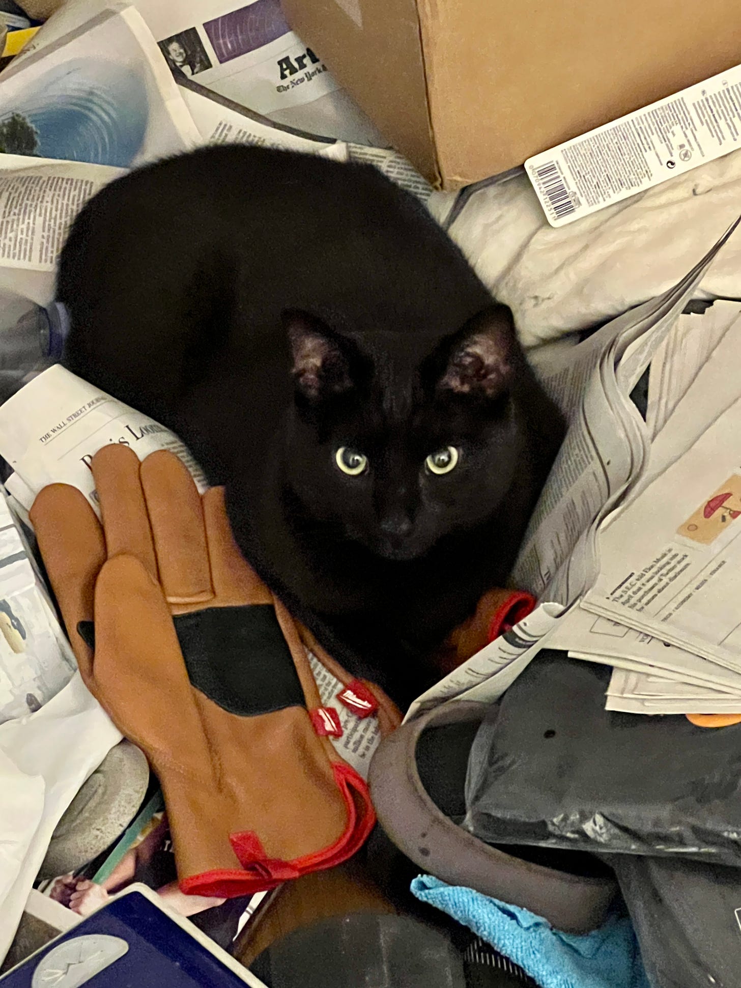Black cat lying on a pile of newspapers.