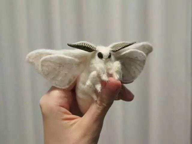 Jim Burrows on Twitter: "venezuelan poodle moth in the streets, rosy maple  moth in the sheets… "