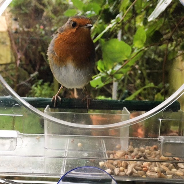 A small brown, white and orange bird (robin) sits on a clear plastic feeder attached to a window. Green foliage is in the background.