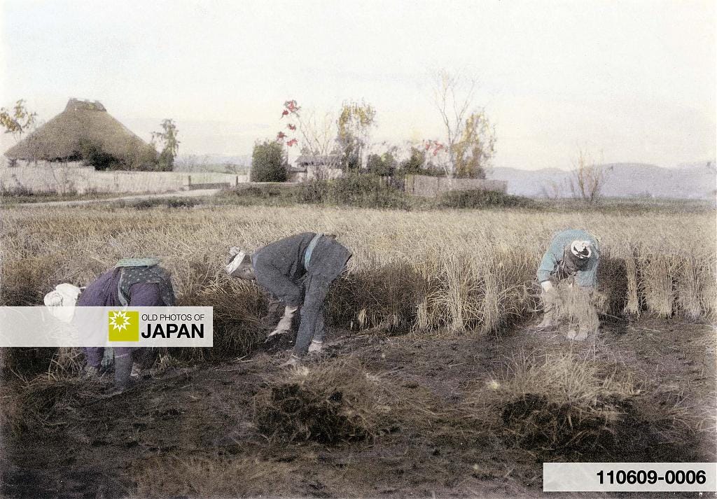 110609-0006 - Harvesting Rice in Japan, 1907