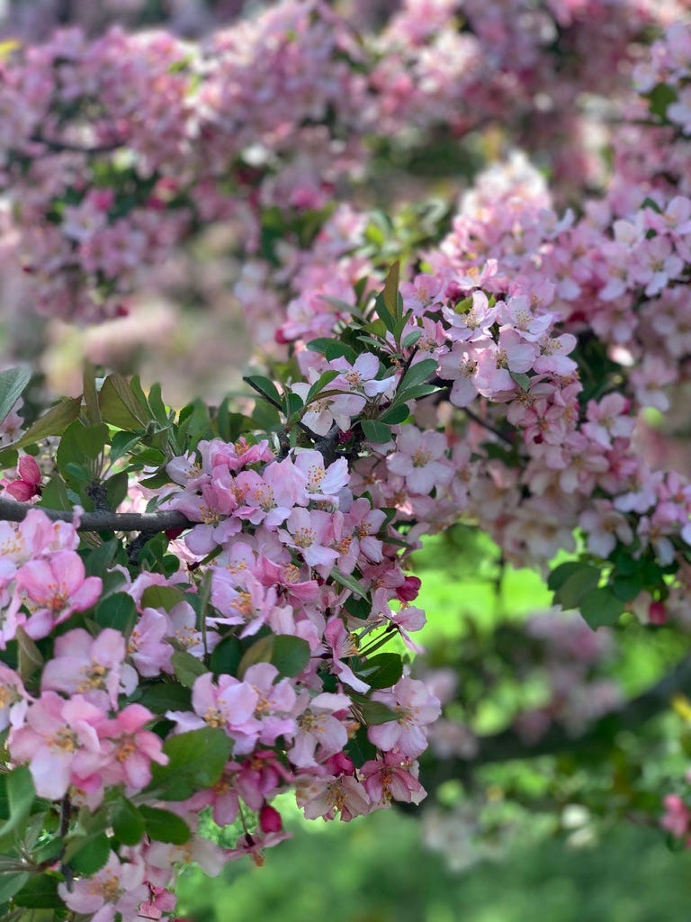 Close up detail of a branch covered in pink and white flowers and small green leaves.