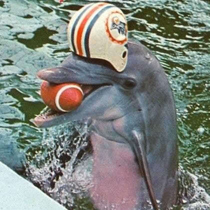 Dolphins History on Twitter: &quot;Dolphins mascot Flipper(66-68, late 70&#39;s). Dolphin at open end of OB would jump when team scored.Inspiration for  Snowflake in Ace Ventura.… https://t.co/R7RLH7QSOk&quot;
