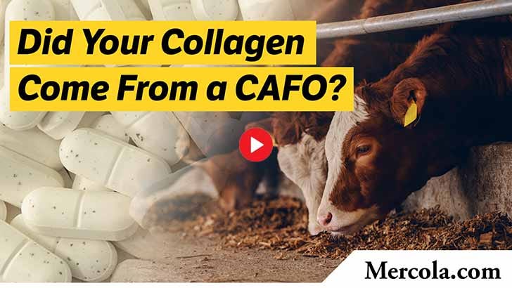 bovine collagen cafo