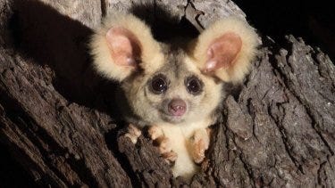 The furry flyers vary in size, getting smaller the further north they live.Credit:Josh Bowell