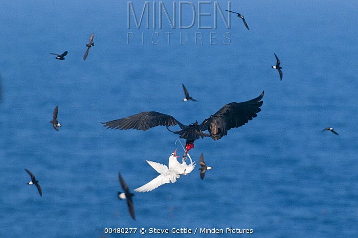 Minden Pictures - Magnificent Frigatebird (Fregata magnificens) male stealing  food from Red-billed Tropicbird (Phaethon aethereus), Galapagos Islands,  Ecuador - Steve Gettle