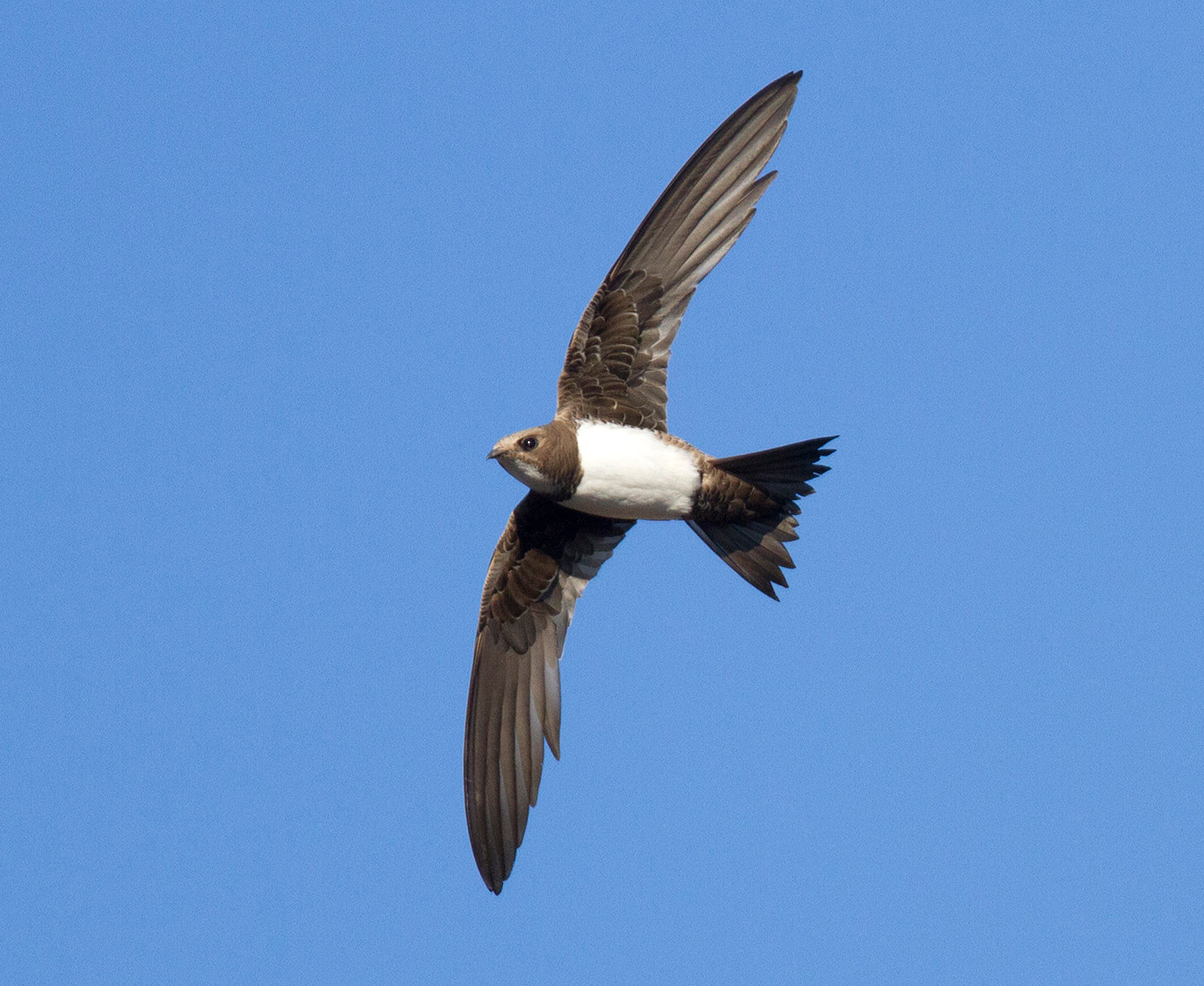 Alpine swift - Wikipedia