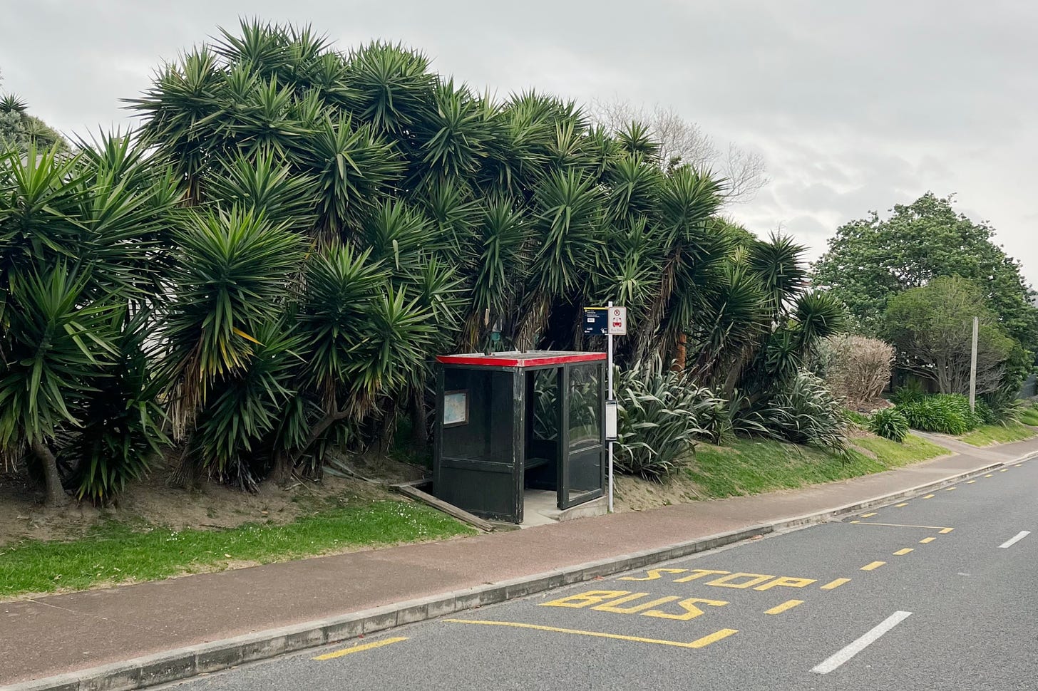 A photograph of a bus shelter, painted dark green with a red roof. In the foreground is a painted road with large-lettered BUS STOP and in the background is a line of spiky cabbage tree palms. A seam of grey sky is visible behind the trees