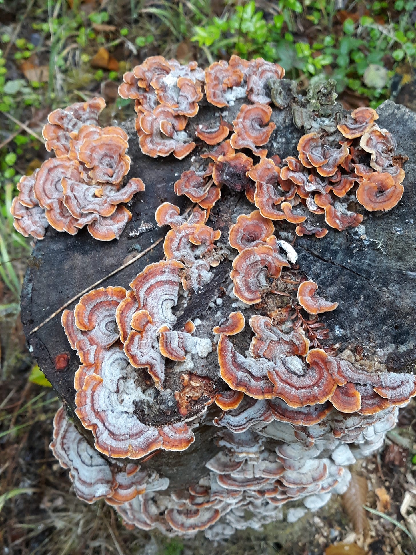 Turkey Tail fungus, Photo by Robin Applegarth