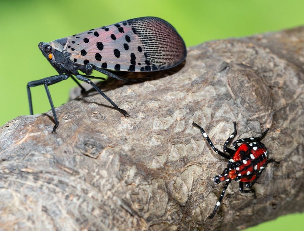 Photo: Spotted lanternfly adult (left) and late-stage nymph (right)