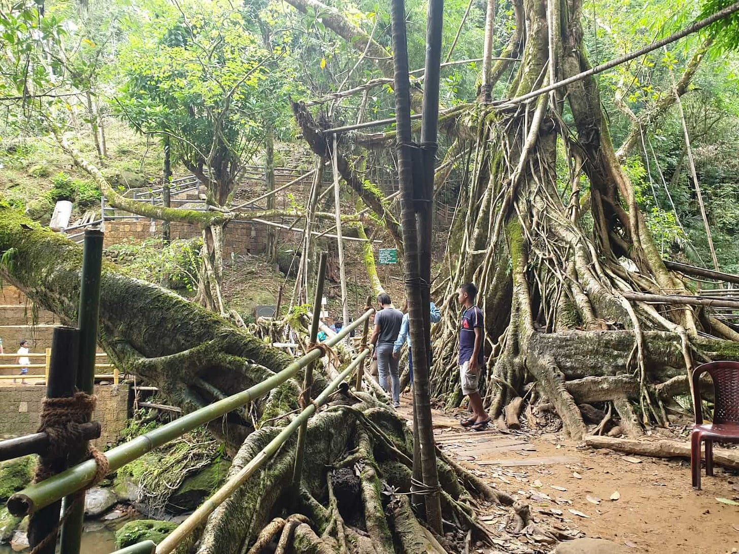 Roots Bridge