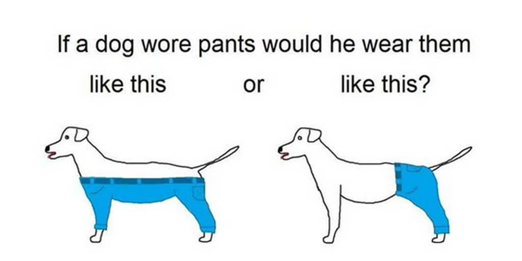 How would a dog wear pants? The Internet finally has an answer