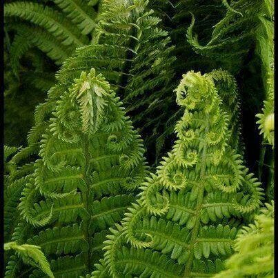 Fractals in nature | Plants, Ferns garden, Fern forest