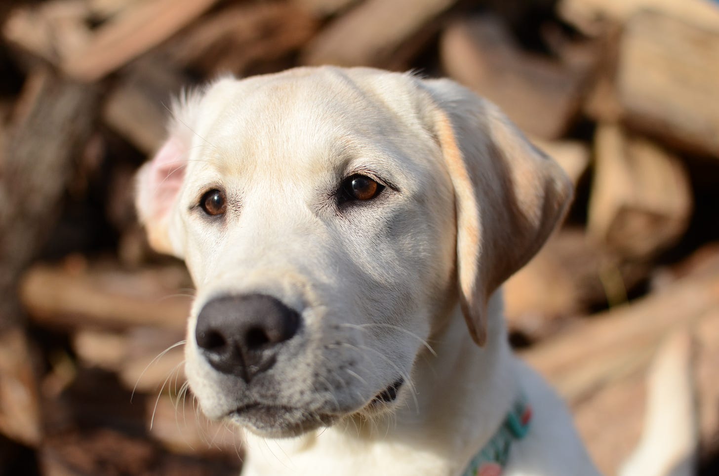 A yellow Labrador retriever sits in front of a large wood pile with her left ear inside out. 