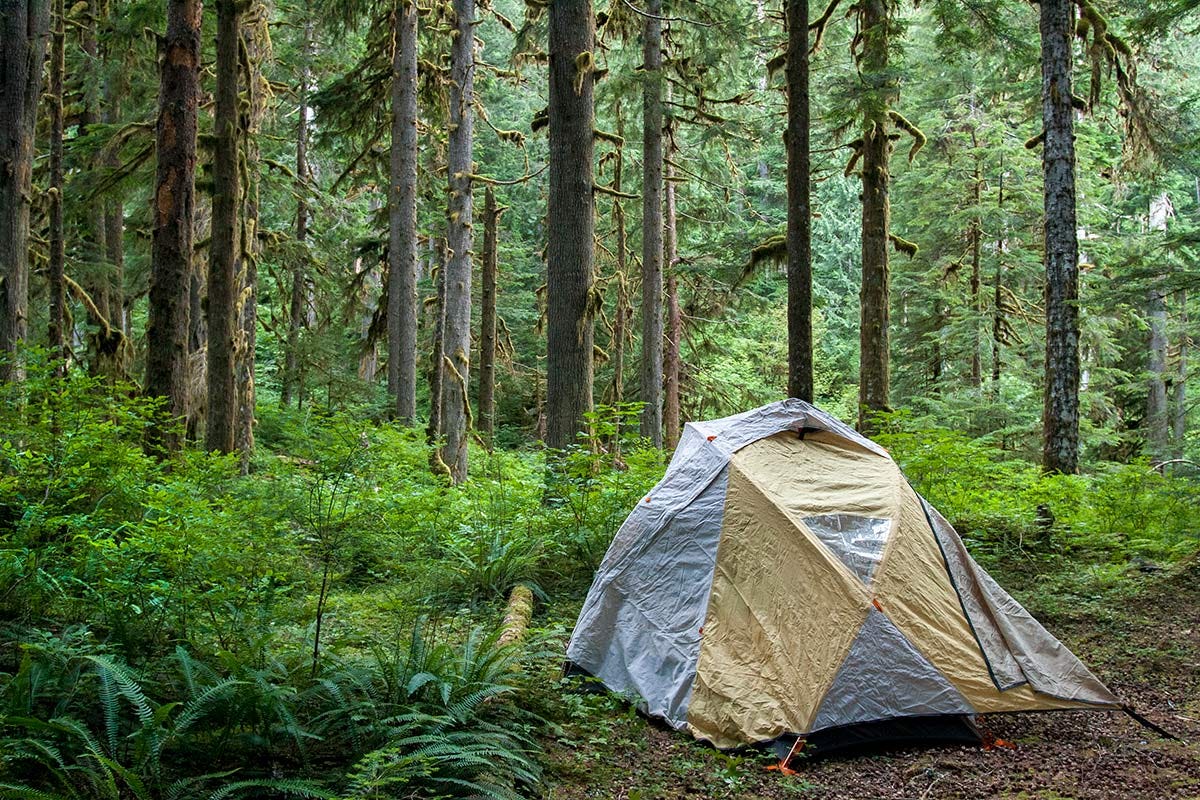 tent on an old tent pad in an open forest with mossy trees and bright low undergrowth, a gray and yellow fly over the top of tent staked open for the door