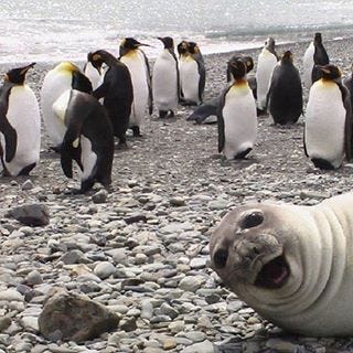 Seal photobombs penguins! Funny animals are the best. #selfie #joke #beach  | Funny seals, Funny animals, Animals