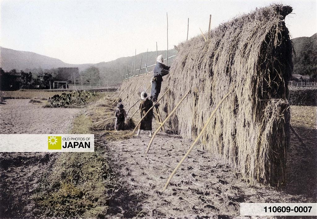 110609-0007 - Drying Rice in Japan, 1907