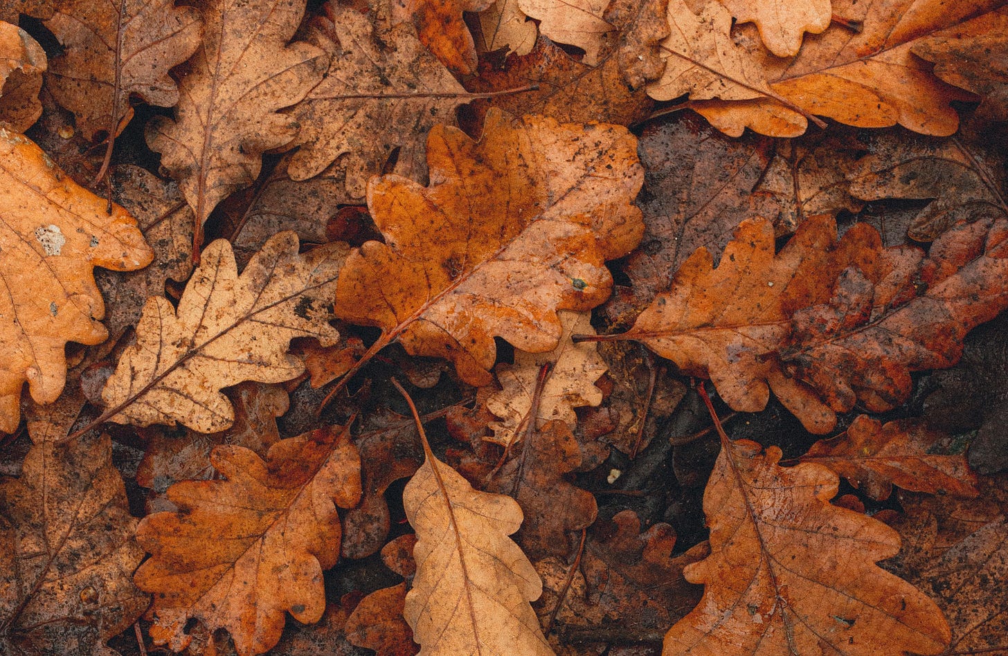 fall colors on fallen oak leaves