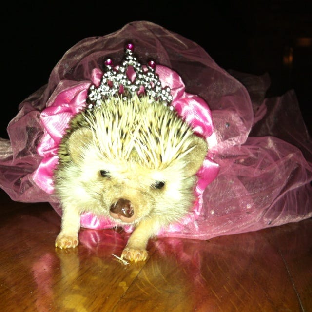 There's just something about a hedgehog in a tiara and a tutu that melts my  heart. My little… | Imagenes de animales bonitos, Imagenes de animales,  Animales bonitos
